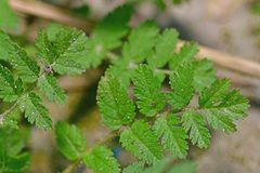 Erodium cicutarium cicutarium