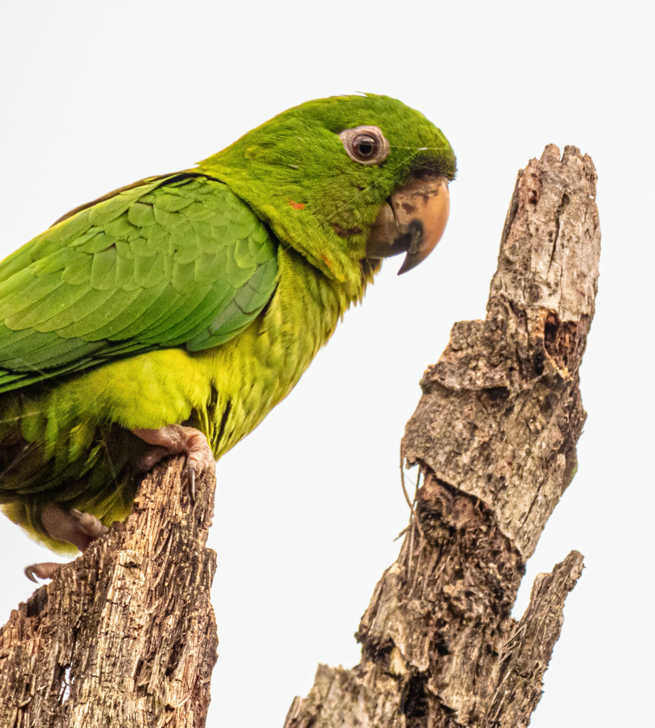 Pacific Parakeet photo