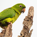 Pacific Parakeet - Photo (c) Don Marsille, some rights reserved (CC BY-NC), uploaded by Don Marsille