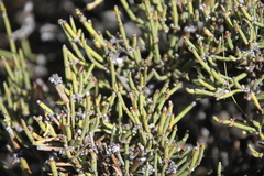 Ephedra chilensis