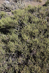 Ephedra chilensis