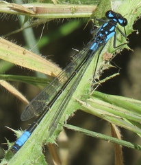 Zoniagrion exclamationis