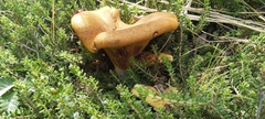Austropaxillus statuum