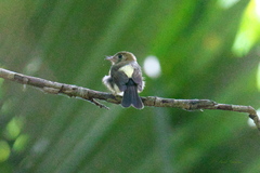 Myiobius sulphureipygius