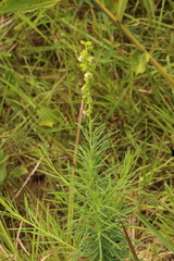 Polygala acicularis