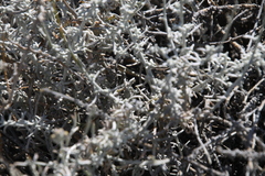 Senecio filaginoides