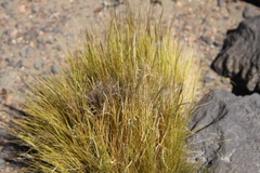 Pappostipa humilis