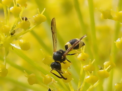 Ancistrocerus biphaleratus