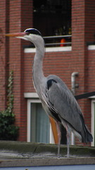Ardea cinerea