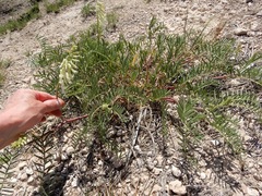 Astragalus racemosus