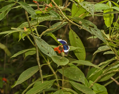 Heliconius sapho sapho