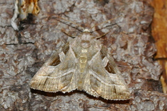 Eucarta virgo