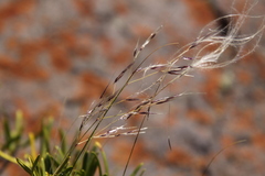 Stipa neaei