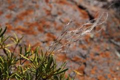Stipa neaei