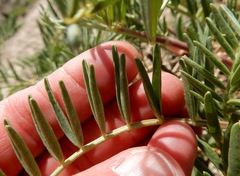 Astragalus racemosus
