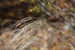 Stipa neaei