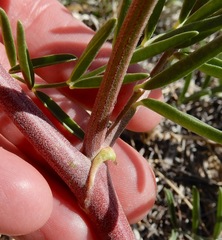 Astragalus racemosus