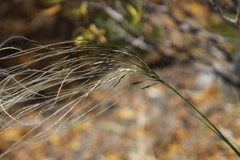 Stipa neaei
