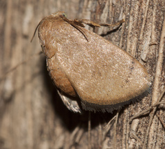 Spatulifimbria castaneiceps