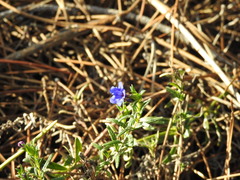 Glandora prostrata lusitanica