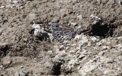 Argyrophorus argenteus