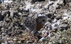 Argyrophorus argenteus