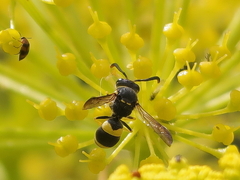 Ancistrocerus biphaleratus