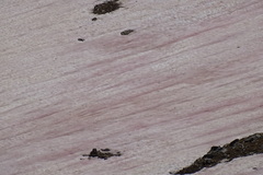 Chlamydomonas nivalis