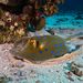 Bluespotted Fantail Ray - Photo (c) Luis Pérez Berrocal, some rights reserved (CC BY-NC), uploaded by Luis Pérez Berrocal