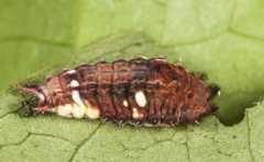 Spatulifimbria castaneiceps