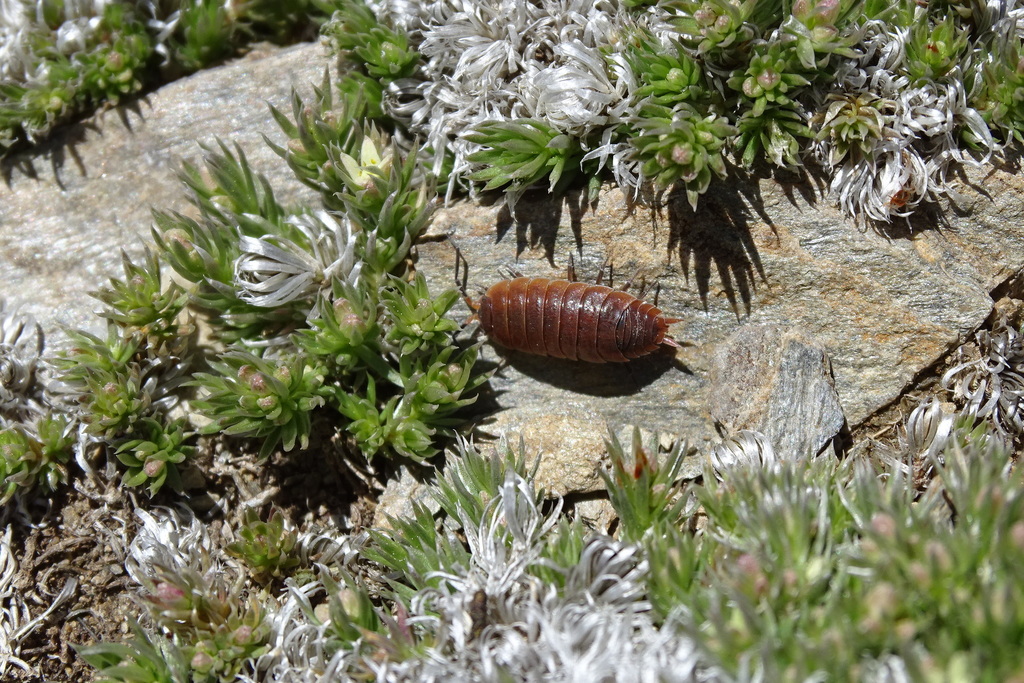 Porcellio alticola