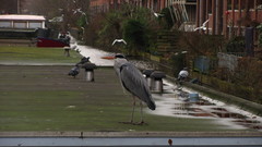 Ardea cinerea