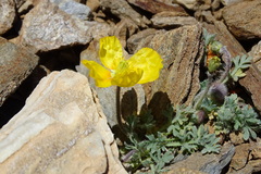 Papaver lapeyrousianum