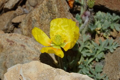 Papaver lapeyrousianum