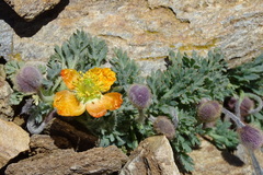Papaver lapeyrousianum