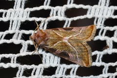 Eucarta virgo