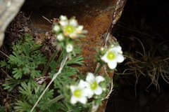 Saxifraga pentadactylis