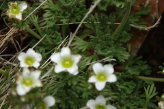 Saxifraga pentadactylis
