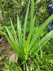 Trimezia martinicensis