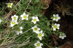 Saxifraga pentadactylis