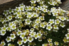 Saxifraga pentadactylis