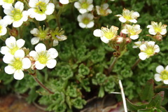 Saxifraga pentadactylis