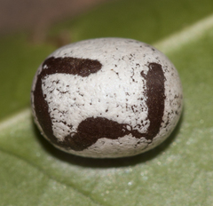 Spatulifimbria castaneiceps