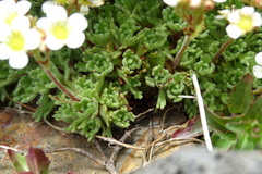 Saxifraga pentadactylis