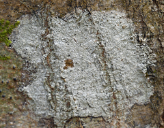 Nadvornikia sorediata