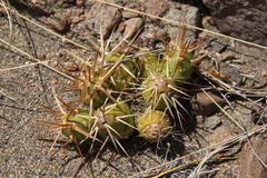 Maihueniopsis