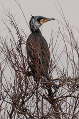 Phalacrocorax carbo