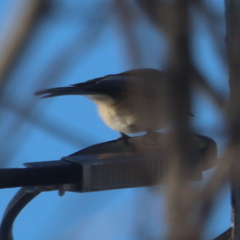 Poecile atricapillus