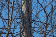 Poecile atricapillus