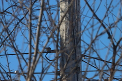 Poecile atricapillus